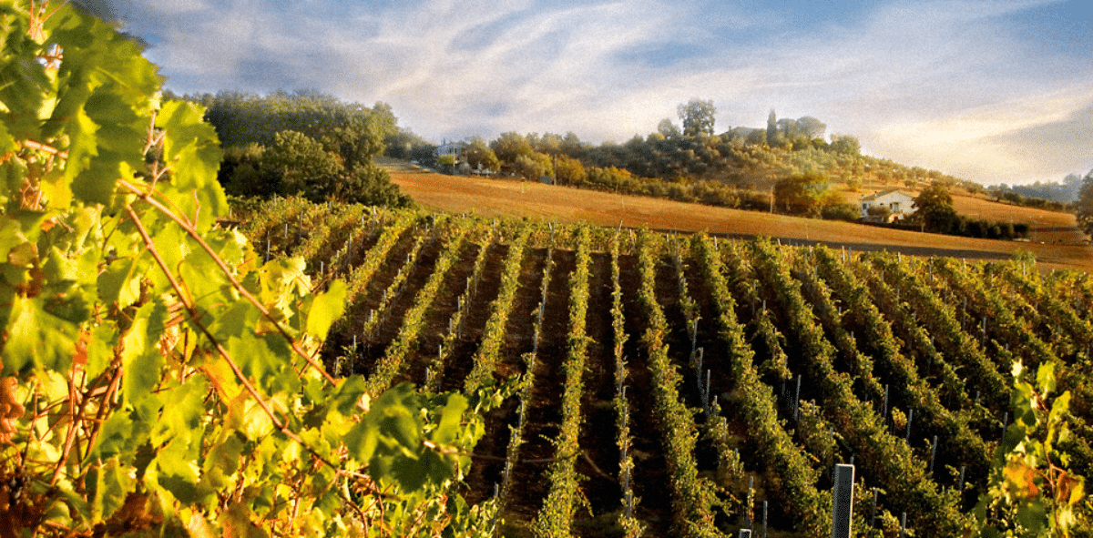Le granit et son influence sur les vins corses